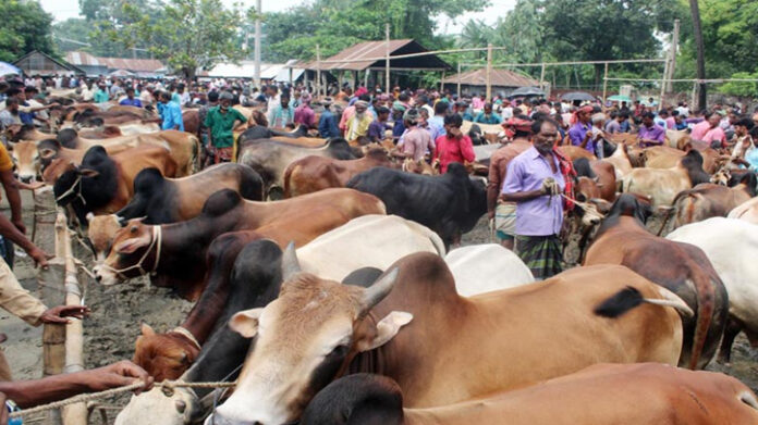 রাজধানীর যেসব স্থানে বসবে কোরবানির পশুর হাট